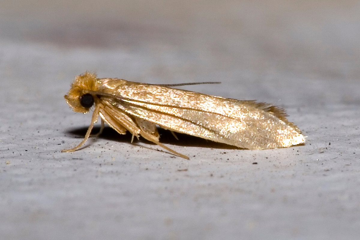 De ce apar moliile in casa. Cum sa scapi de aceste insecte