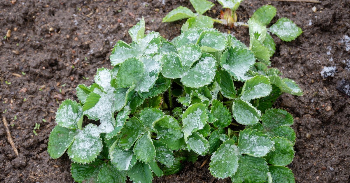 Cum să îți protejezi plantele de grădină de îngheț