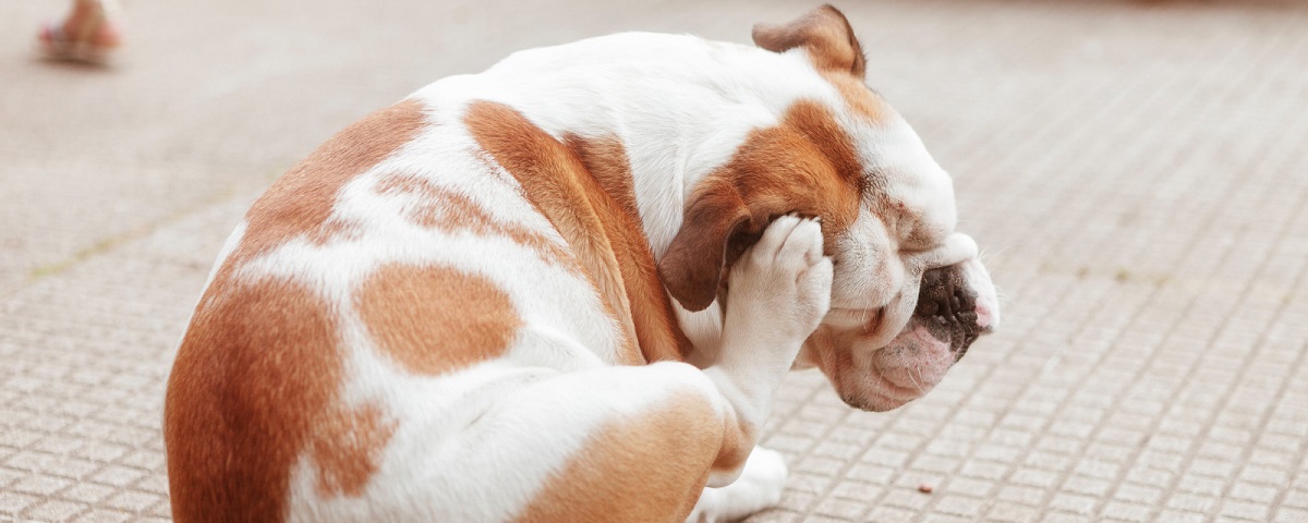 Cum să îți protejezi animalele de companie de paraziți